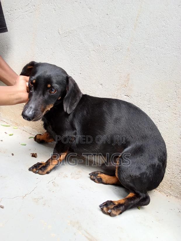 6-12 months Male Purebred Dachshund - thumbnail 2