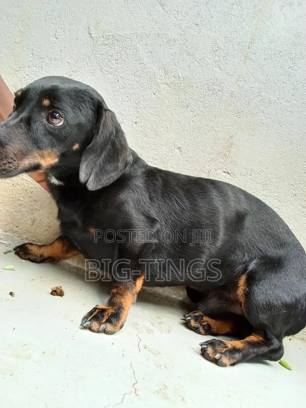 6-12 months Male Purebred Dachshund - thumbnail 3