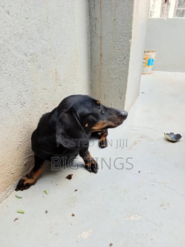6-12 months Male Purebred Dachshund - thumbnail 4