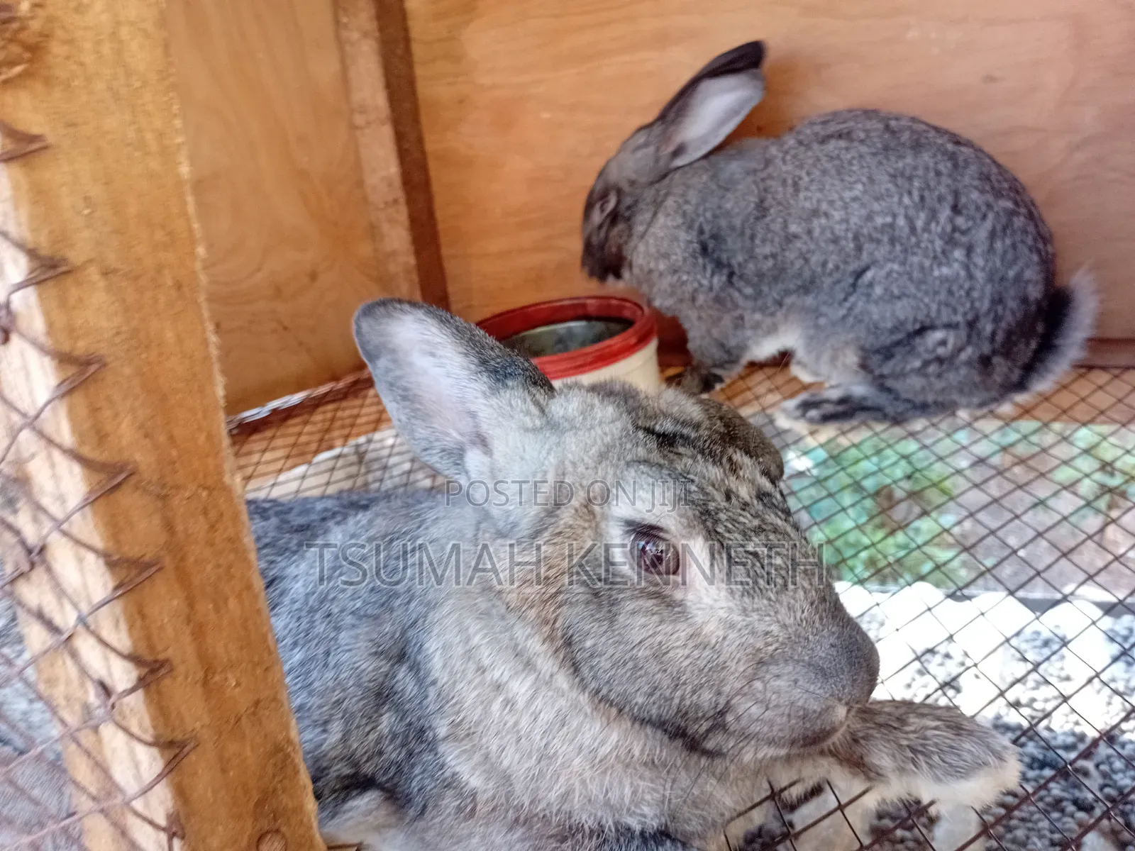 Flemish Giant Rabbits