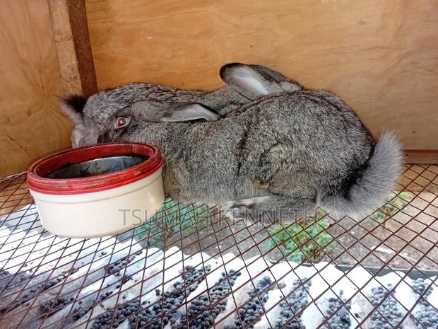 Flemish Giant Rabbits - thumbnail 2