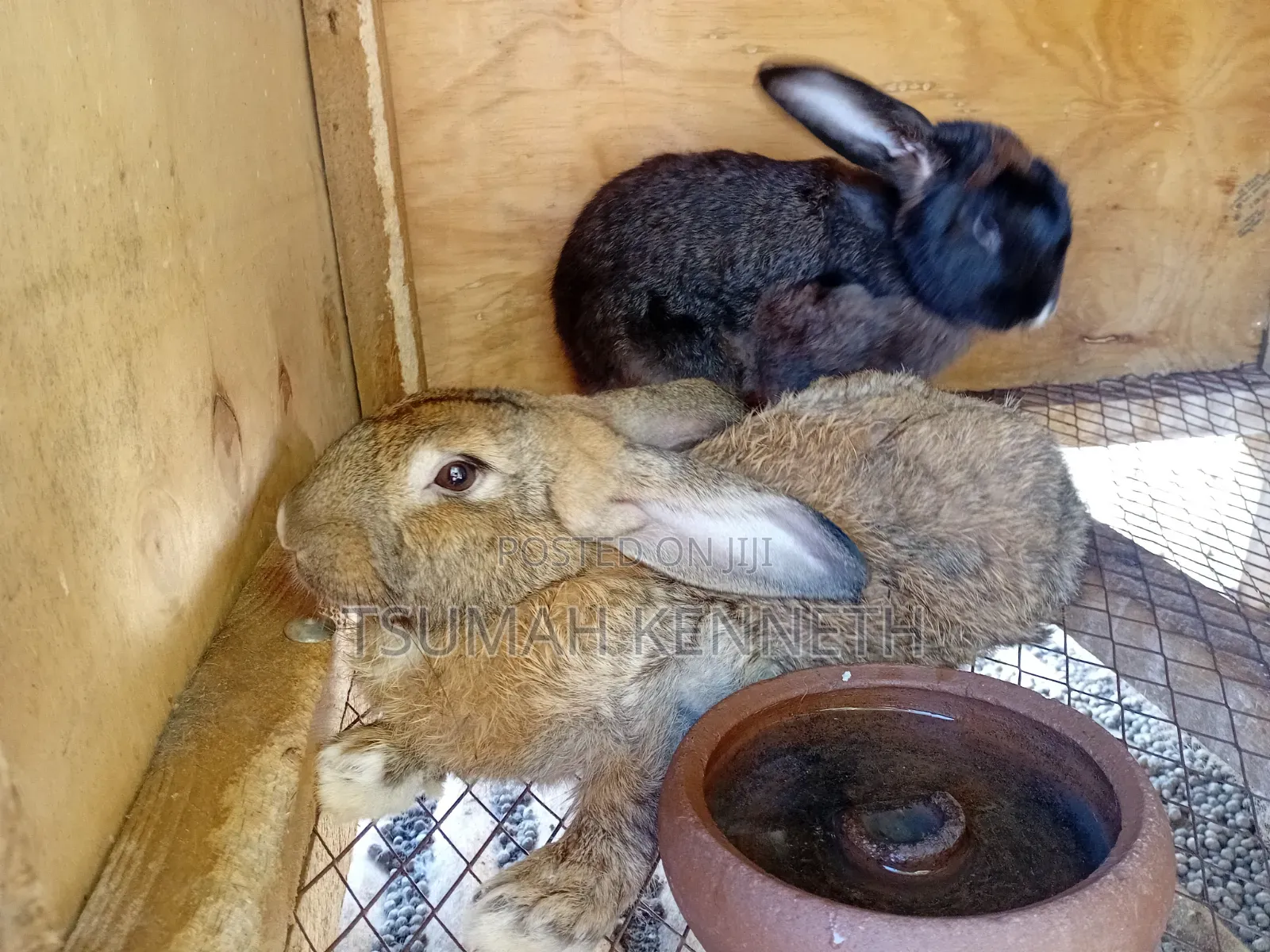 Flemish Giant Rabbits