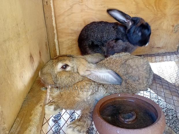 Flemish Giant Rabbits - thumbnail 3