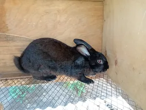 Flemish Giant Rabbits