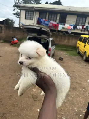 1-3 months Female Purebred Maltese