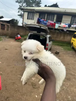 1-3 months Female Purebred Maltese