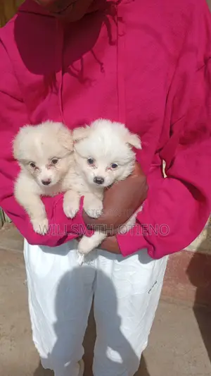 1-3 months Female Purebred Maltese