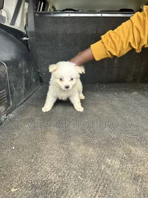 1-3 months Female Purebred Maltese