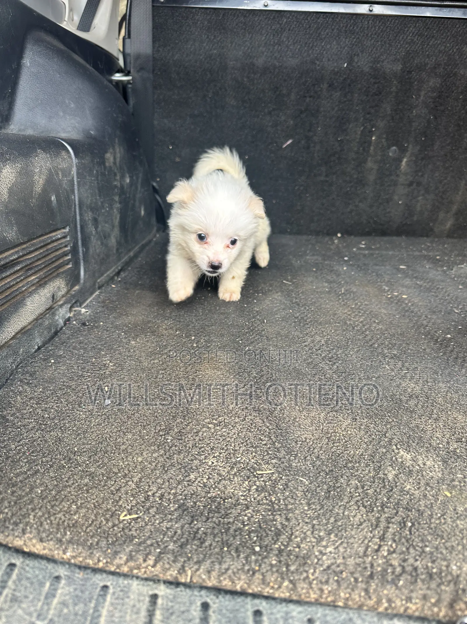 1-3 months Female Purebred Maltese