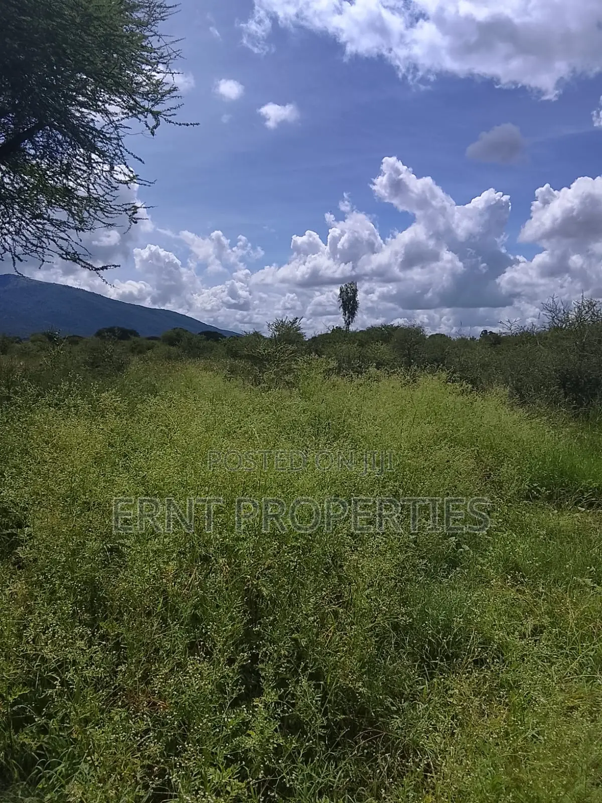 5.25 Acres for Sale in Maili Tisa. Quiet Living at KSH Per Acre