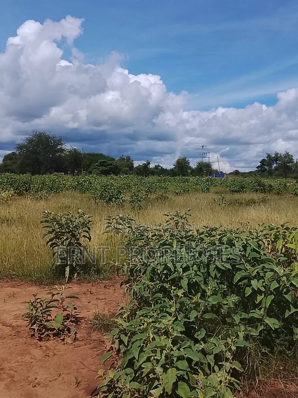 5.25 Acres for Sale in Maili Tisa. Quiet Living at KSH Per Acre