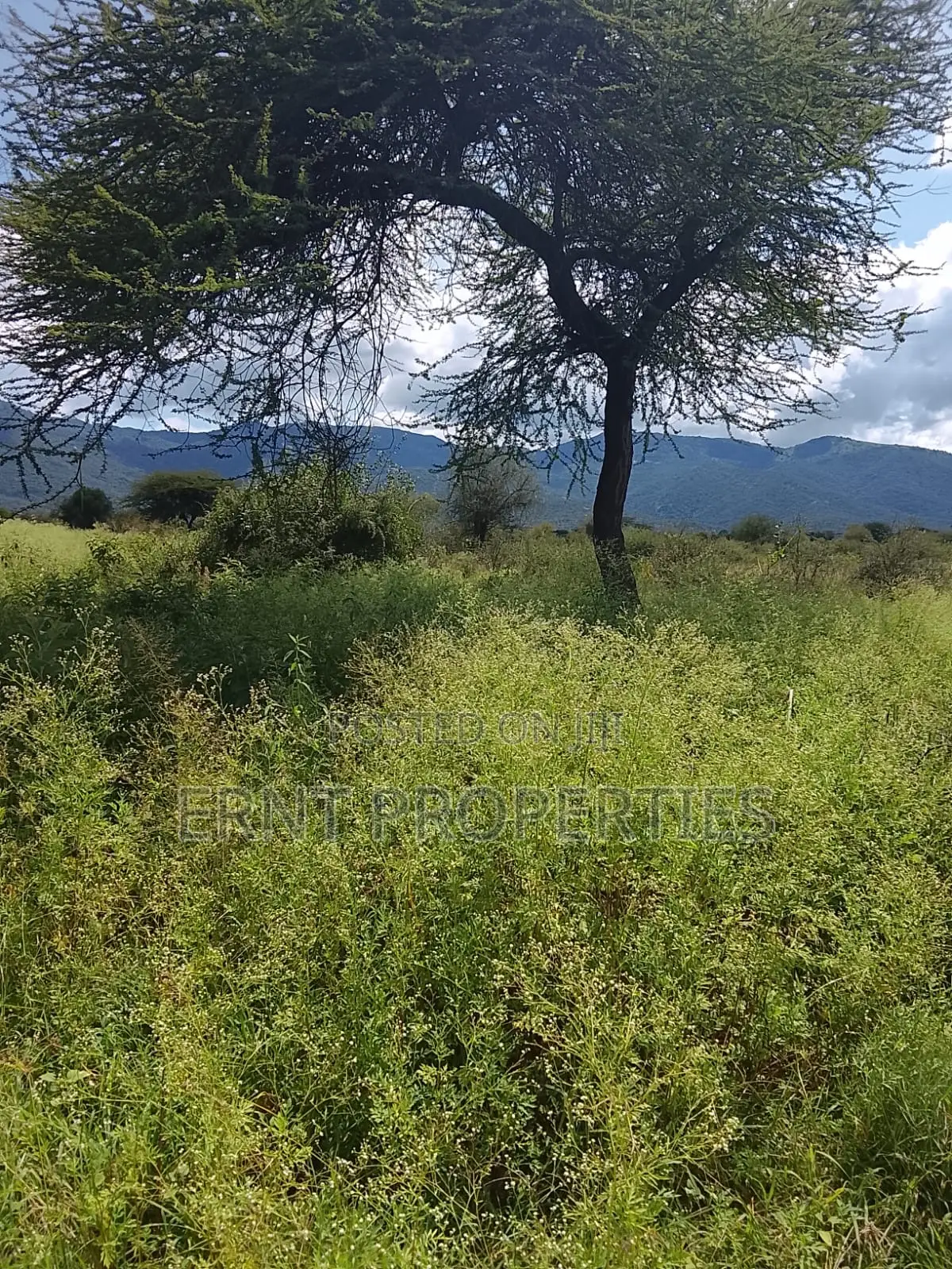 5.25 Acres for Sale in Maili Tisa. Quiet Living at KSH Per Acre