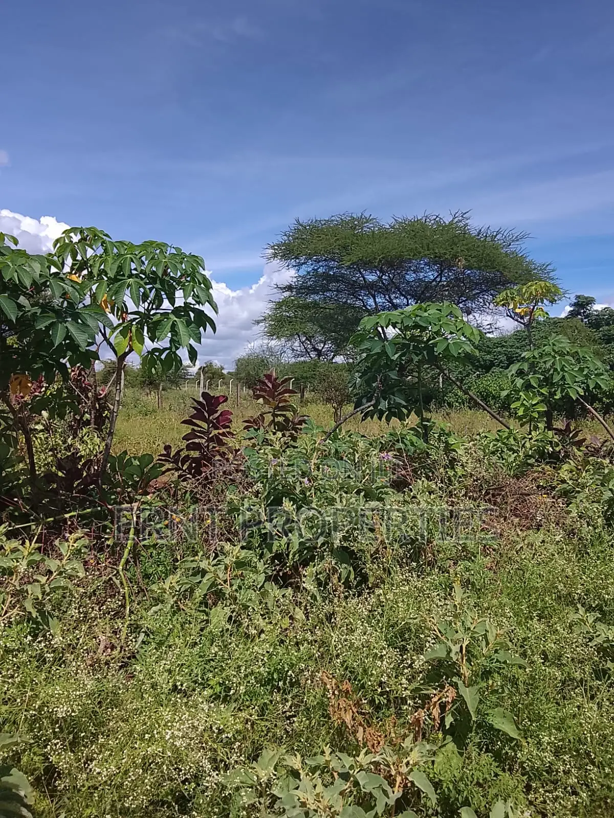 5.25 Acres for Sale in Maili Tisa. Quiet Living at KSH Per Acre