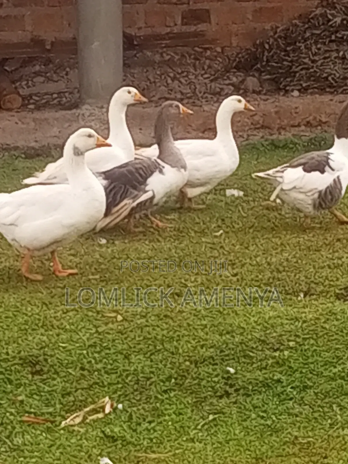 Goose for Sale