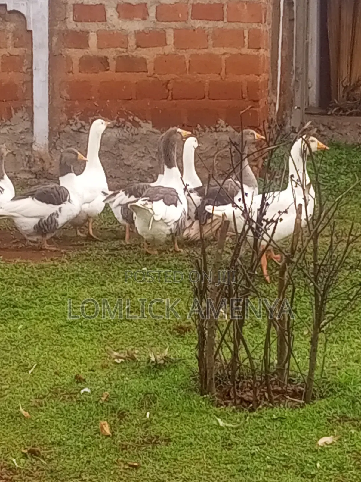 Goose for Sale