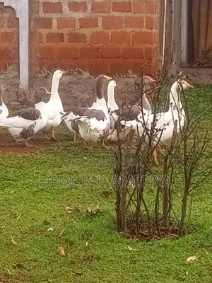 Goose for Sale