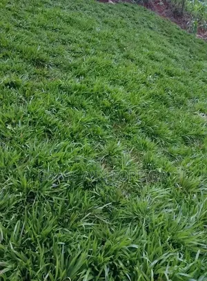 Arabic Grass Pemba Green Zibabwe Capet Grass Is Available