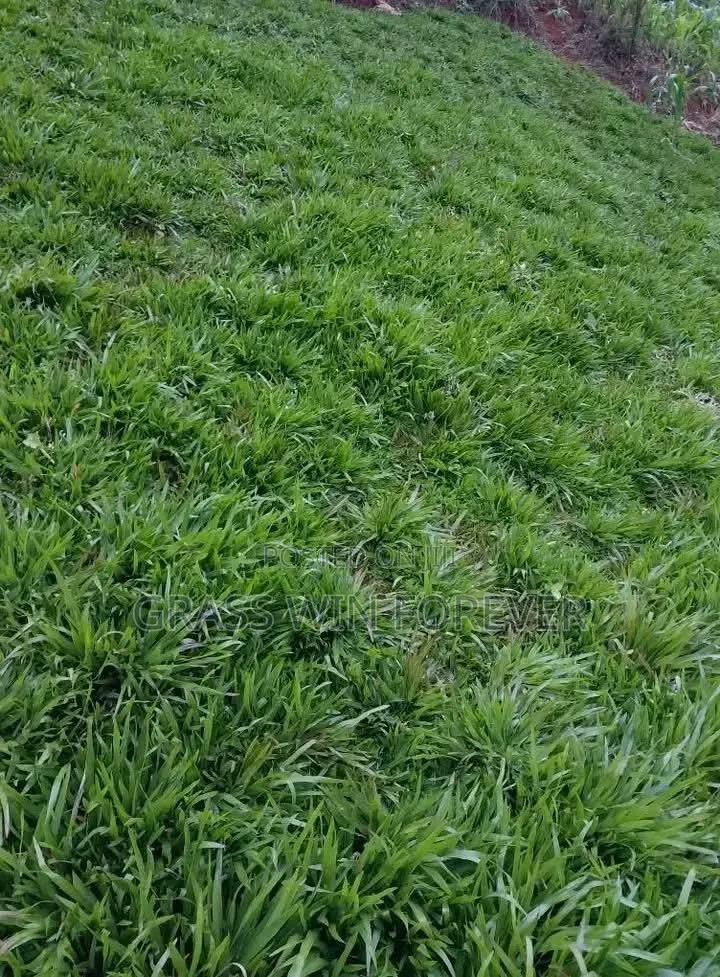 Arabic Grass Pemba Green Zibabwe Capet Grass Is Available