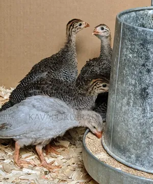 Guinea Fowl Fertilised Eggs.