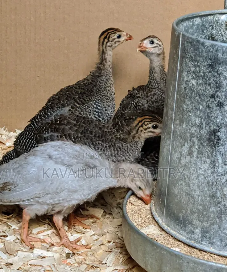 Guinea Fowl Fertilised Eggs.