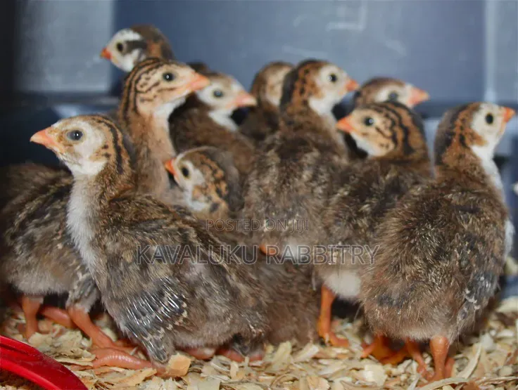 Guinea Fowl Fertilised Eggs.