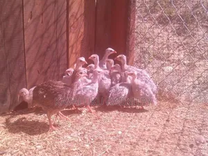 Guinea Fowl Fertilised Eggs.