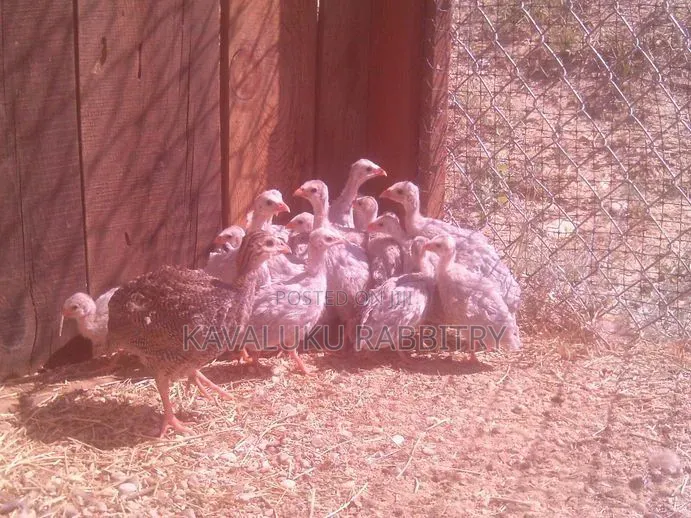 Guinea Fowl Fertilised Eggs.