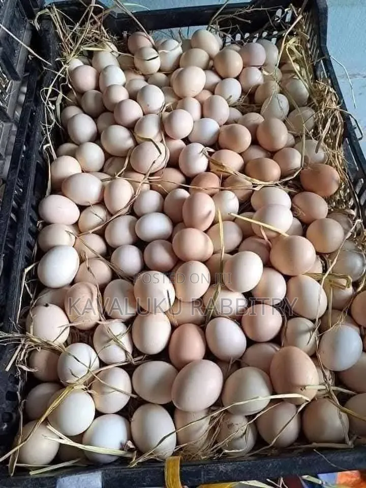 Guinea Fowl Fertilised Eggs.