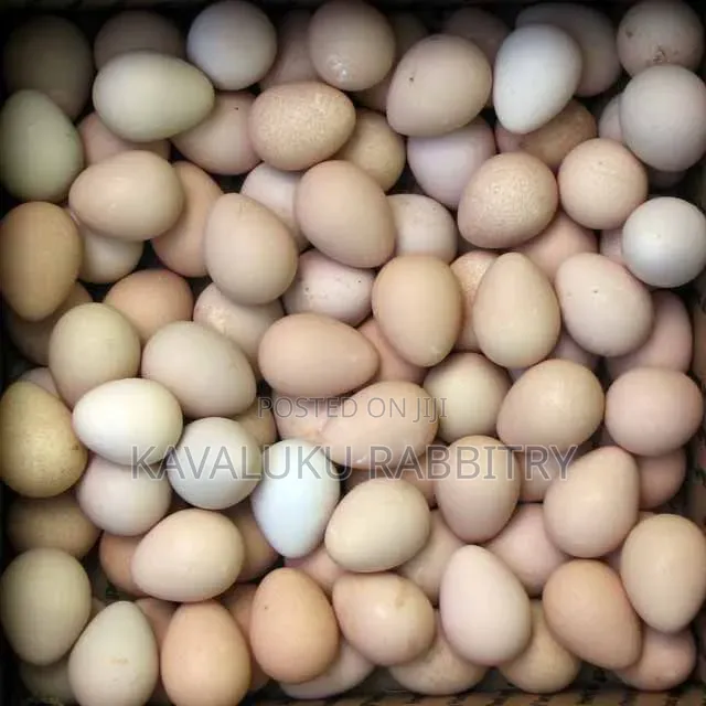 Guinea Fowl Fertilised Eggs.