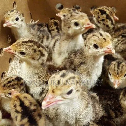 Guinea Fowl Fertilised Eggs.