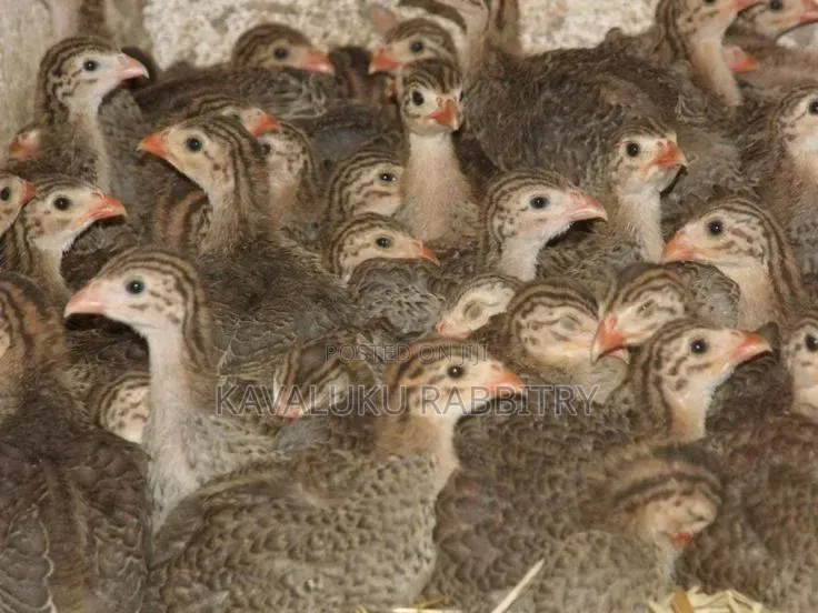 Guinea Fowl Fertilised Eggs.