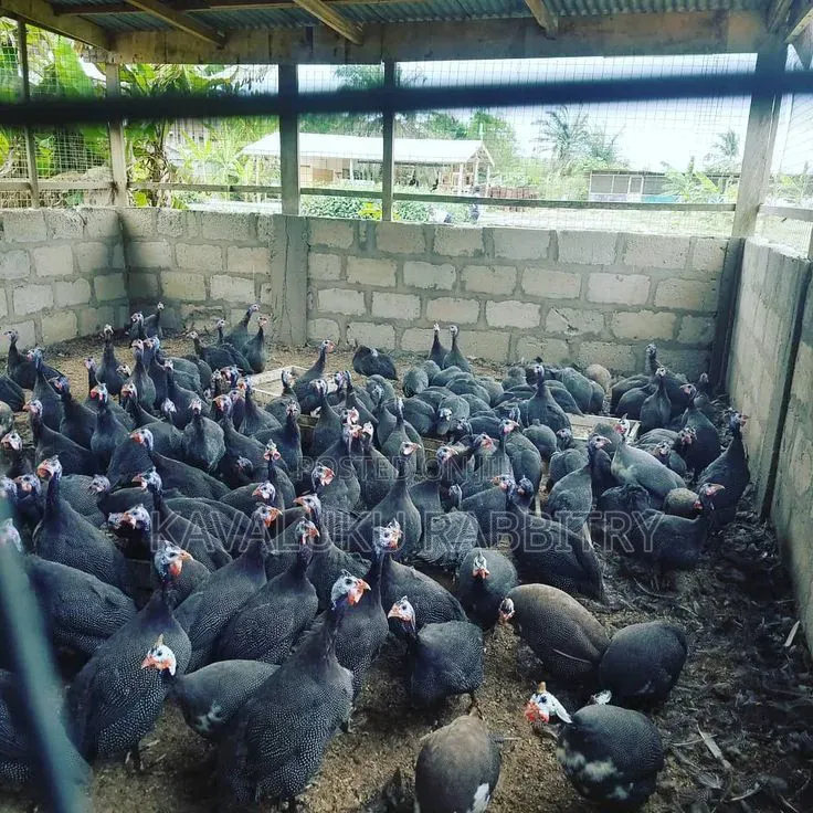 Guinea Fowl Fertilised Eggs.