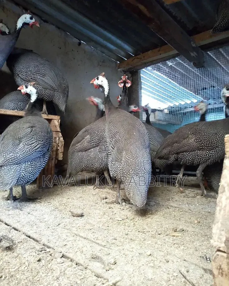 Guinea Fowl Fertilised Eggs.