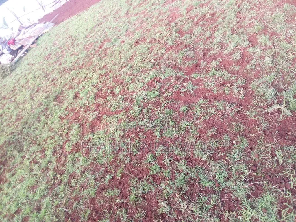 House and Out Doors Plants,Lawn Installation and Maintenance Services