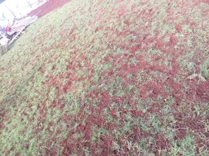 House and Out Doors Plants,Lawn Installation and Maintenance Services
