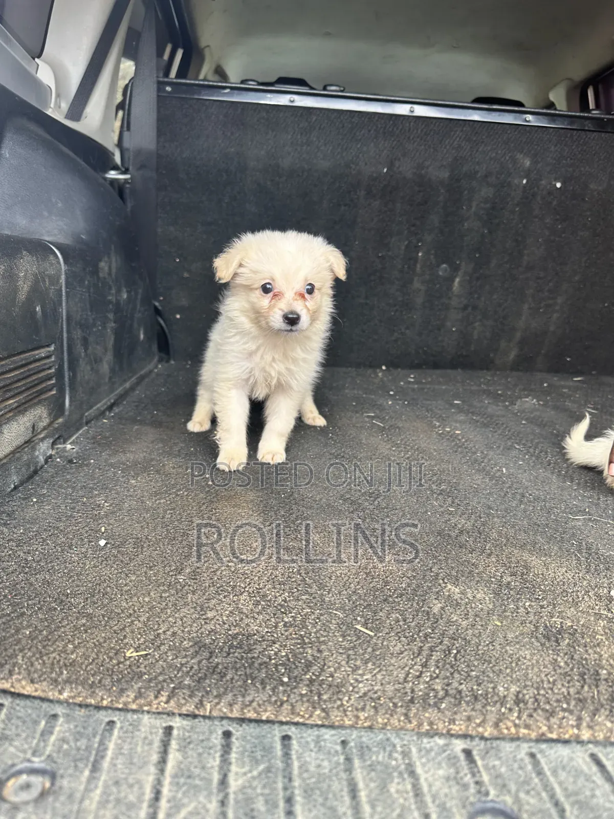 1-3 months Female Purebred Havanese