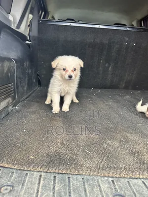 1-3 months Female Purebred Havanese