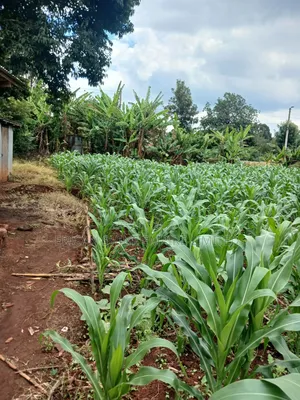 Prime 1 Acre Land for Sale in Gikambura