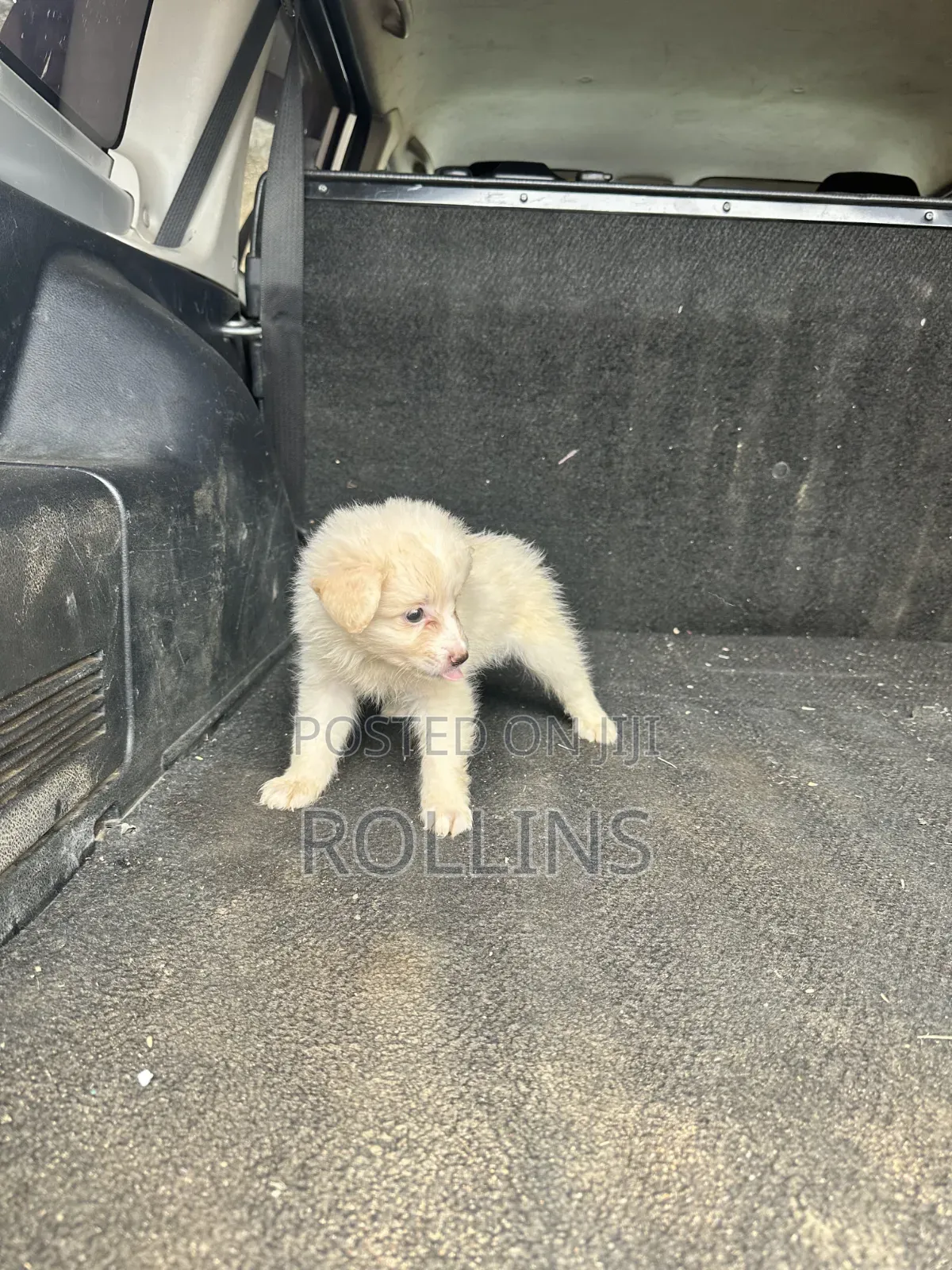 1-3 months Female Purebred Havanese