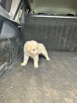 1-3 months Female Purebred Havanese