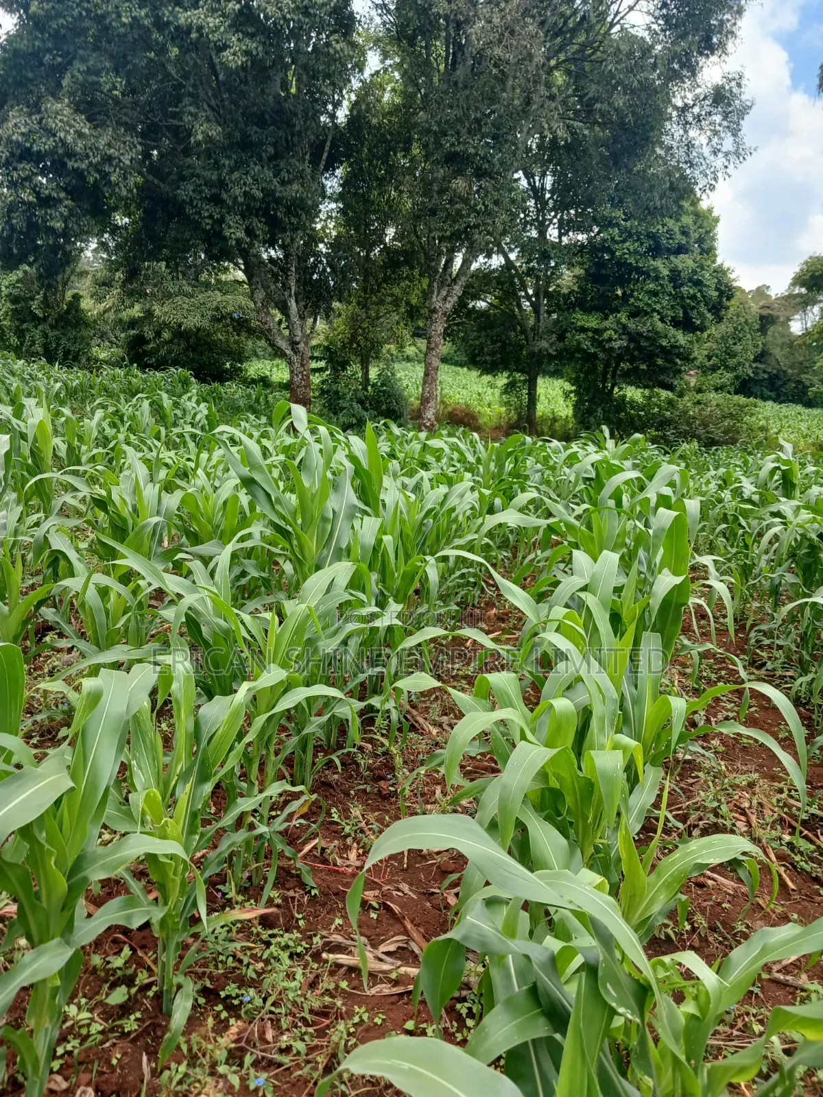 Prime 1 Acre Land for Sale in Gikambura