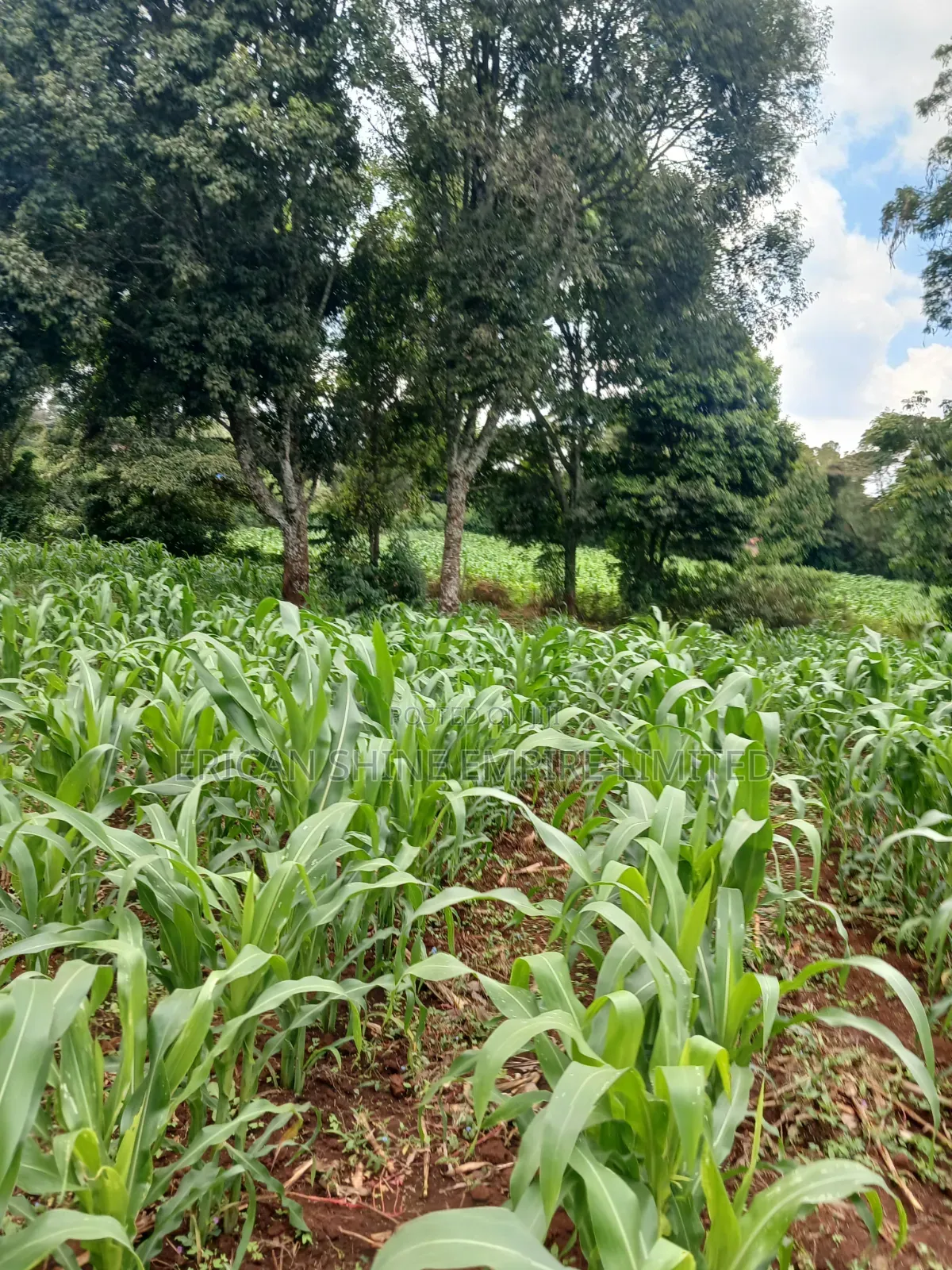 Prime 1 Acre Land for Sale in Gikambura