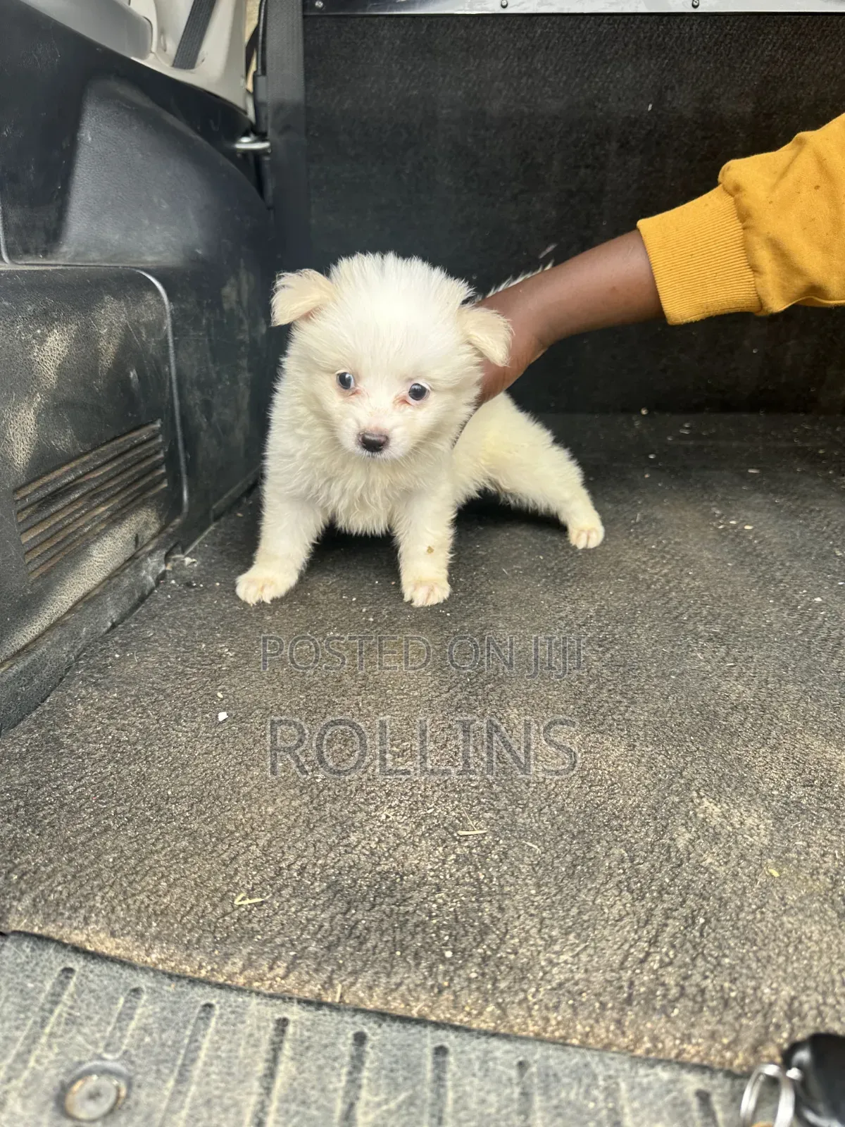 1-3 months Female Purebred Havanese