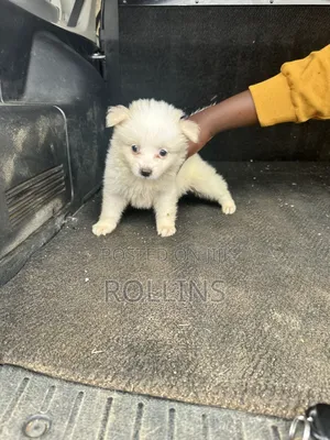 1-3 months Female Purebred Havanese