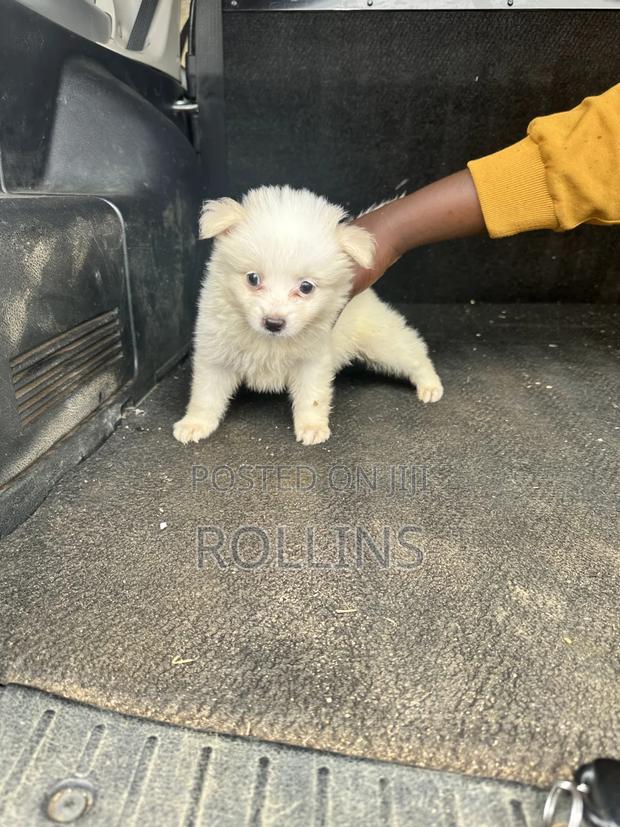 1-3 months Female Purebred Havanese - thumbnail 4