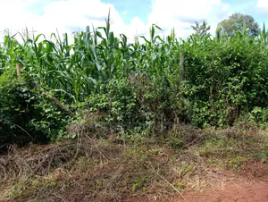 50×100 Plot for Sale in Sagana.