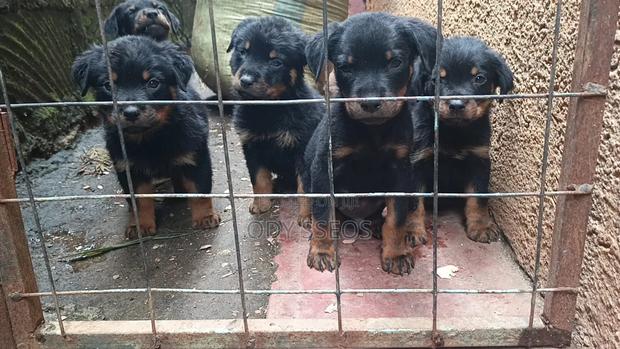 1-3 months Male Purebred Rottweiler