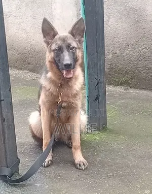 3-6 months Female Purebred German Shepherd