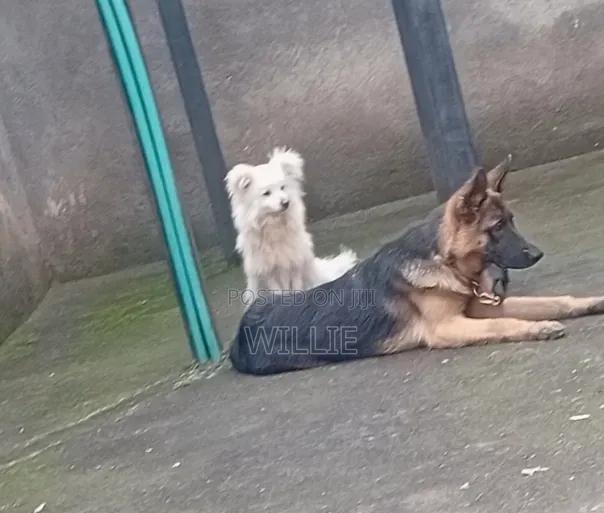 3-6 months Female Purebred German Shepherd - thumbnail 2