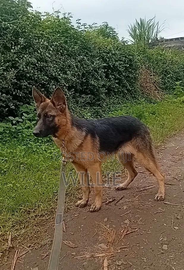 3-6 months Female Purebred German Shepherd - thumbnail 4